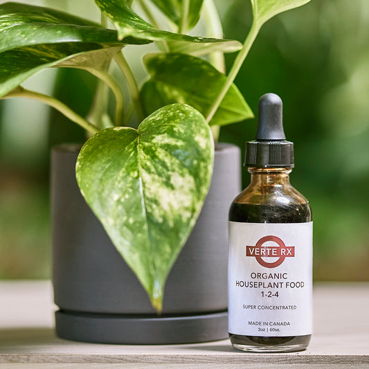 Verte RX | Organic HousePlant Food, 20z/60ml Super Concentrated Supplement Bottle with a potted variegated Pothos