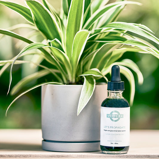 Verte RX | Let's Propagate, 2oz/60ml Super Concentrated Plant Growth Supplement Bottle with a potted Spider Plant